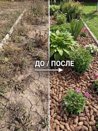 Мульча для сада из шишек целых 5 кг